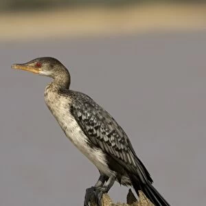 Long-tailed Cormorant (Phalacrocorax africanus) juvenile, Lake Baringo, Kenya