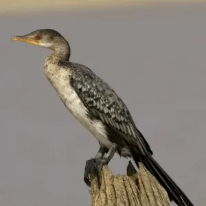 : African Birds