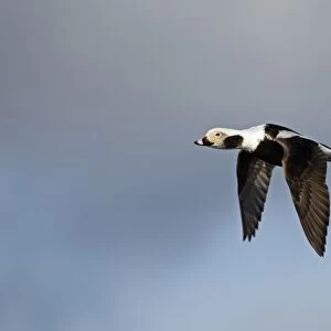 Long-tailed Duck (Clangula hyemalis) adult male, winter plumage, in flight, Shetland Islands, Scotland, april