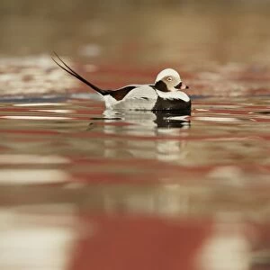 Long-tailed Duck (Clangula hyemalis) adult male, winter plumage, swimming in brightly coloured waters due to