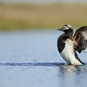 Long-tailed Duck (Clangula hyemalis) adult male, breeding plumage, flapping wings, on tundra pool, near Barrow, Alaska