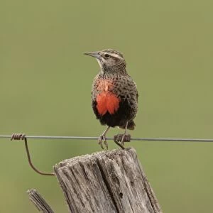 Long-tailed Meadowlark (Sturnella loyca) adult female, perched on wire, Bahia Blanca, Buenos Aires Province, Argentina, september