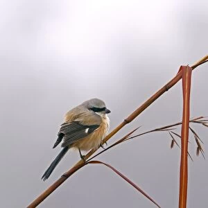 Long-tailed Shrike (Lanius schach) adult, perched on stem, Uttaranchal, India, january