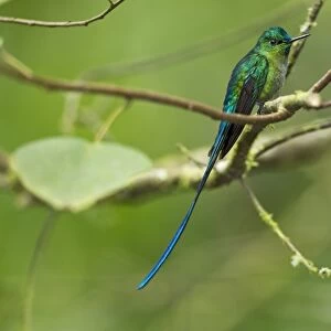 Long-tailed Sylph (Aglaiocercus kingi) adult male, perched on twig in montane rainforest, Andes, Ecuador, November