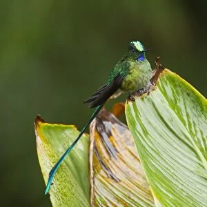 Long-tailed Sylph (Aglaiocercus kingi) adult male, perched on leaf in montane rainforest, Andes, Ecuador, November