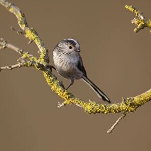 Long-tailed Tit (Aegithalos caudatus) adult, perched on lichen covered twig, West Yorkshire, England, March