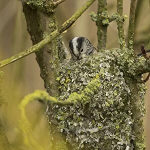 Long-tailed Tit (Aegithalos caudatus) adult, building nest, Norfolk, England, February