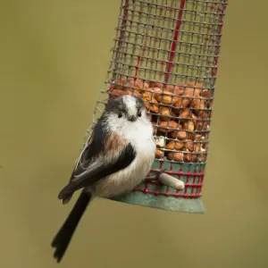 Long-tailed Tit Print, Adult Feeding on Peanut Feeder Long-tailed Tit Print, Adult Feeding on Peanut Feeder