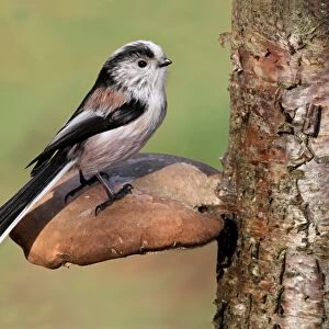 Long-tailed Tit (Aegithalos caudatus) adult, perched on Birch Polypore (Piptoporus betulinus) fruiting body, Leicestershire, England, february