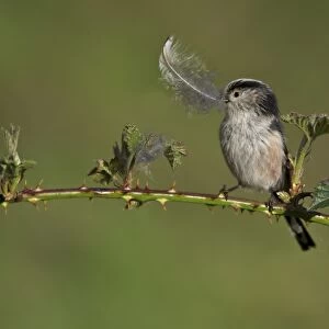 Long-tailed Tit (Aegithalos caudatus) adult, with feather in beak, collecting nesting material for lining nest