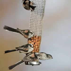Long-tailed Tit Print, five adults feeding on peanuts in a hanging feeder Long-tailed Tit Print, five adults feeding on peanuts in a hanging feeder