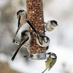Long-tailed Tit and Blue Tit Print Long-tailed Tit and Blue Tit Print