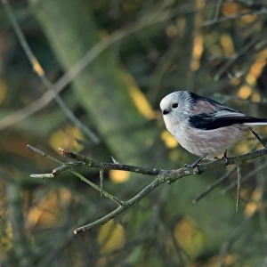 Long-tailed Tit (Aegithalos caudatus caudatus) white-headed northern race, adult, perched on twig, Norfolk, England