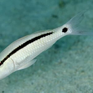Longbarbel Goatfish (Parupeneus macronema) adult, swimming, Nyata Island, Barat Daya Islands, Lesser Sunda Islands