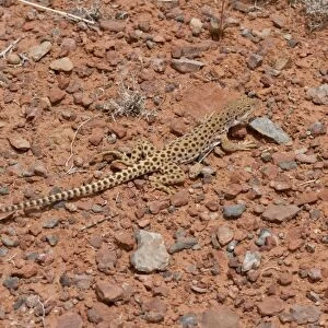 Longnose Leopard Lizard - Utah America