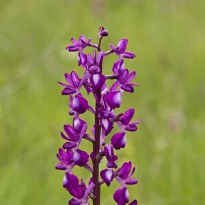 Loose-flowered Orchid (Orchis laxiflora) flowering, Sardinia, Italy, April