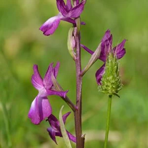 Loose-flowered Orchid (Orchis laxiflora) flowerspike, growing in marshland, Peloponesos, Southern Greece, april