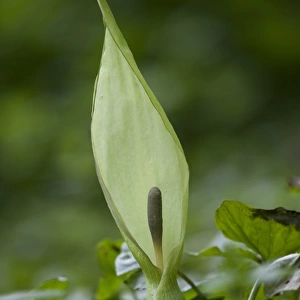 Lords and Ladies (Arum maculatum) spathe and spadix, growing in woodland, Peak District, Derbyshire, England, may