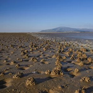 Lugworm (Arenicola marina) casts on beach, Duddon Sands, Duddon Estuary, Sandscale Haws N. N. R