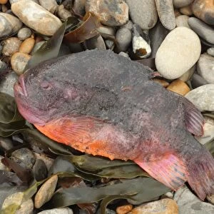 Lumpsucker (Cyclopterus lumpus) dead adult, washed up on beach strandline, Kimmeridge, Isle of Purbeck, Dorset