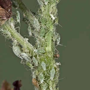 Lupin aphids, Macrosiphum albifrons, infestation on the peduncle of a lupin flower