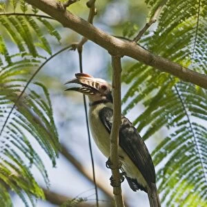 Luzon Tarictic Hornbill (Penelopides manillae) adult male, perched on branch, Subic, Luzon Island, Philippines