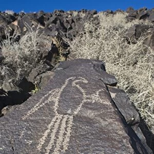 Macaw petroglyph carved on basalt rock, Petroglyph National Monument, Albuqurque, New Mexico, U. S. A. january