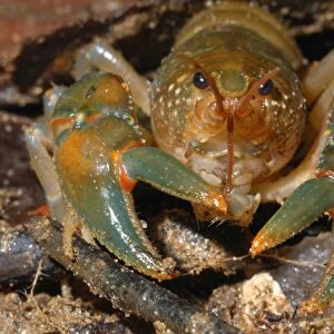 Madagascan Forest Crayfish (Astacoides granulimanus) adult, in primary rainforest, Ranomafana N. P