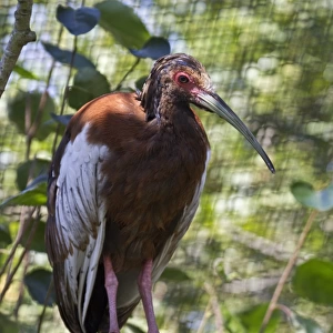 Madagascar crested Ibis