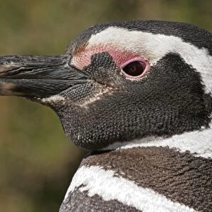 Magellanic Penguin (Spheniscus magellanicus) adult, close-up of head, Estancia San Lorenzo, Chubut, Argentina, october