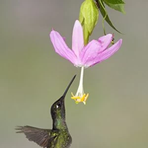 Magnificent Hummingbird (Eugenes fulgens) adult male, in flight, hovering and feeding on nectar from flower