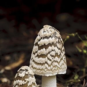 Magpie Fungus (Coprinopsis picacea) two fruiting bodies, Sir Harold Hillier Gardens, Romsey, Hampshire, England