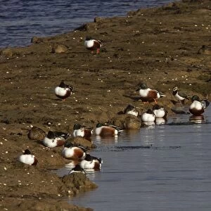 Mainly Shoveler males with some females also one lapwing and a pair of Wigeon. At the scrape RSPB Minsmere Suffolk