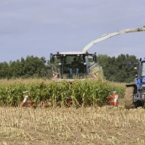 Maize (Zea mays) crop, Cls forage harvester harvesting field, loading tractor and trailer, Luze, Richelieu