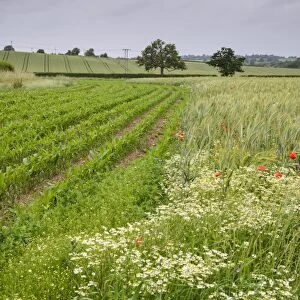 Maize (Zea mays) crop, growing in field margin at edge of Barley (Hordeum vulgare) crop, Herefordshire, England, June