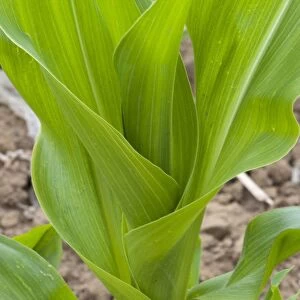 Maize (Zea mays) crop, grown for silage, close-up of leaves, Oxfordshire, England, june