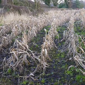 Maize (Zea mays) crop, rain-affected and failed field of feed maize, Houghton, Lancashire, England, December