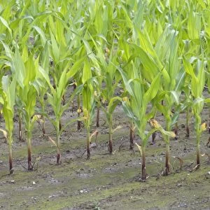 Maize (Zea mays) crop, young plants growing in rows, Sweden