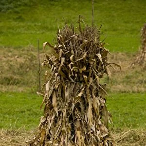 Maize (Zea mays) stook in field, near Garda de Sus, Apuseni Mountains, Transylvania, Romania, october