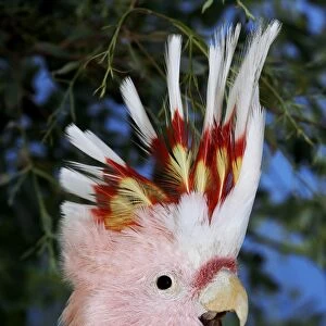 Major Mitchell's Cockatoo (Lophochroa leadbeateri) adult, calling with crest raised, close-up of head, captive