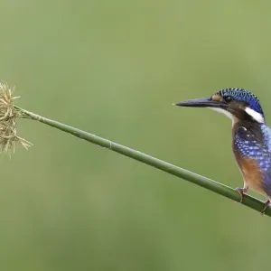 Malachite Kingfisher Print - Juvenile perched on reed stem Malachite Kingfisher Print - Juvenile perched on reed stem