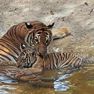 Malayan Tiger (Panthera tigris jacksoni) adult female with cub, resting at edge of water, captive