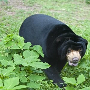 Malaysian Sun Bear (Helarctos malayanus) adult, walking, Animals Asia Foundation Sanctuary, Tam Dao N. P. Vietnam