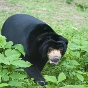Malaysian Sun Bear Print Malaysian Sun Bear Print