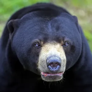 Malaysian Sun Bear (Helarctos malayanus) adult male, close-up of head, captive Malaysian Sun Bear (Helarctos malayanus) adult male, close-up of head, captive