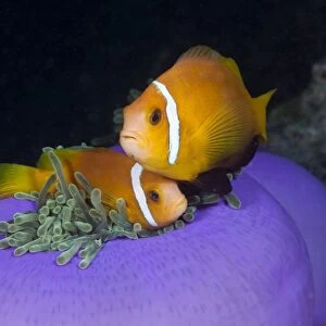 Maldive Anemonefish in Magnificent Anemone, Amphiprion nigripes, Heteractis magnifica, Kandooma Caves