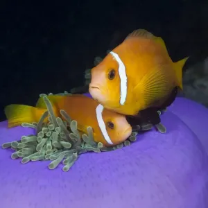 Maldive Anemonefish Print in Magnificent Anemone Maldive Anemonefish Print in Magnificent Anemone