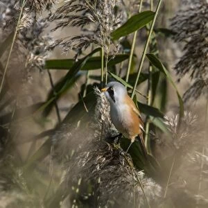 Male Bearded Tit on reeds. Minsmere Suffolk