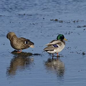 Male & female Mallard ducks in breeding plumage