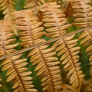 Male Fern (Dryopteris filix-mas) close-up of fronds in autumn colour, growing on woodland floor, Blithfield